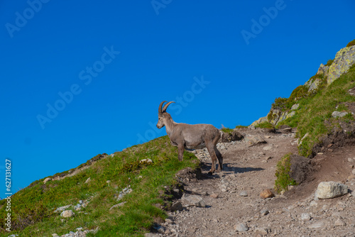 Alpine Ibex/Bouquetins looking at the mountains © Frederick