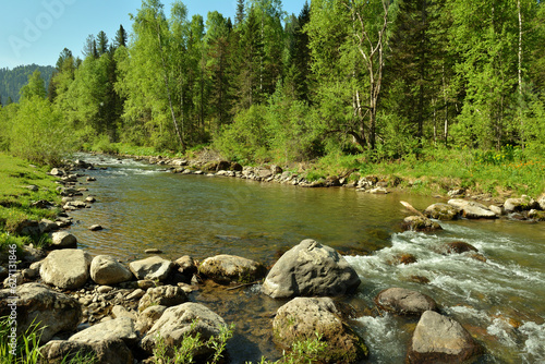 A small mountain river flows through the forest, skirting the rocks in its course on a warm summer day.