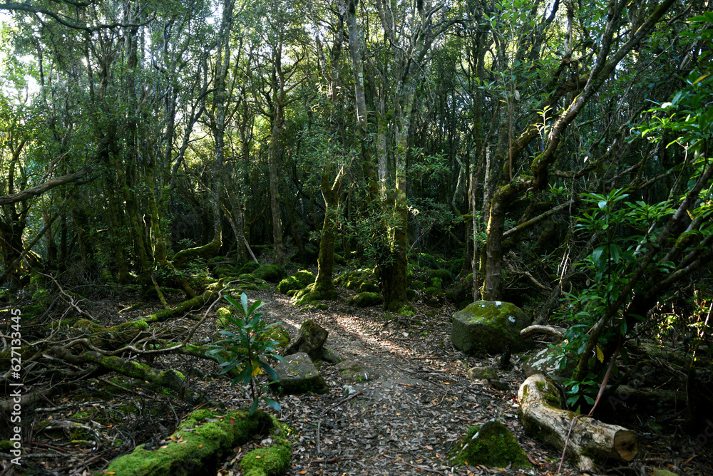 landscape portrait of a lush dark enchanted forest with lush mossy plants and ferns, along the three cape hike trail pathway in Tasmania Australia landscape portrait of a lush dark enchanted forest with lush mossy plants and ferns, along the three cape hike trail pathway in Tasmania Australia