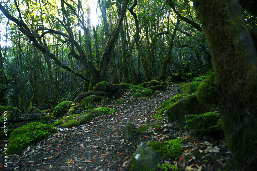 landscape portrait of a lush dark enchanted forest with lush mossy plants and ferns, along the three cape hike trail pathway in Tasmania Australia