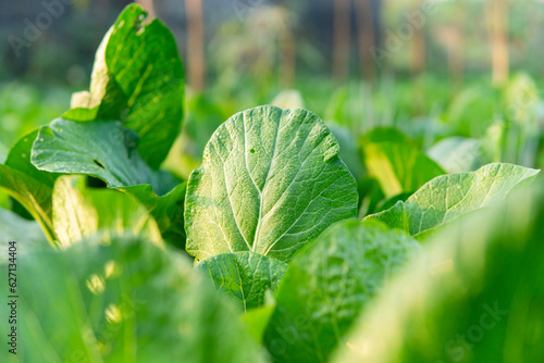 Caisim or green mustard grows in the fields. one of the popular leaf vegetables in Indonesia