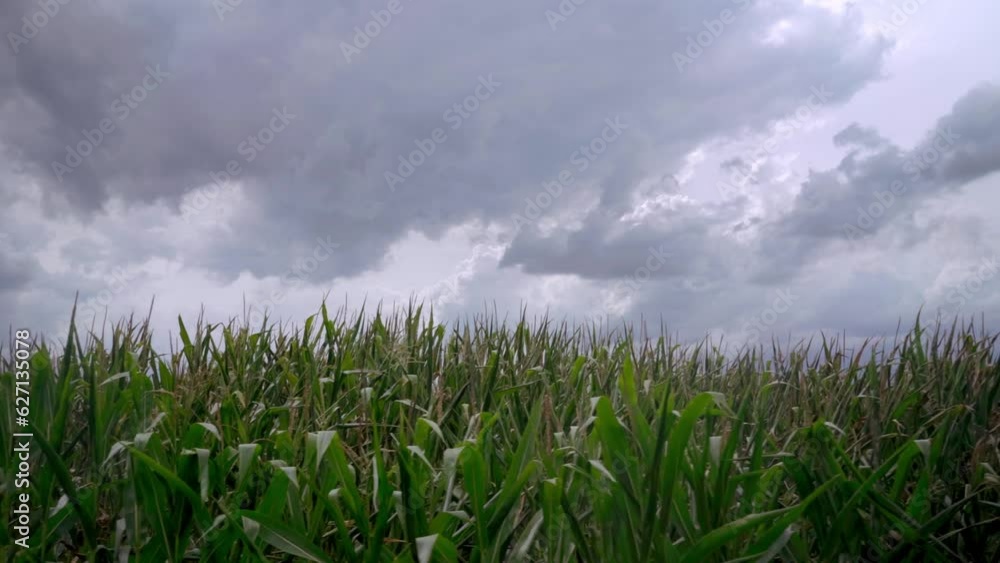 Cow corn field with dark clouds countryside filmic gimbal move to left Cow corn field with dark clouds countryside filmic gimbal move to left