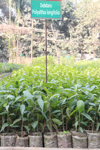 Monoon longifolium tree plant on farm photo