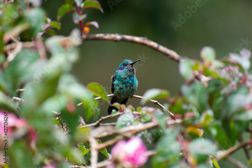 Colibrí Chico (colibri cyanotus) © Santiago