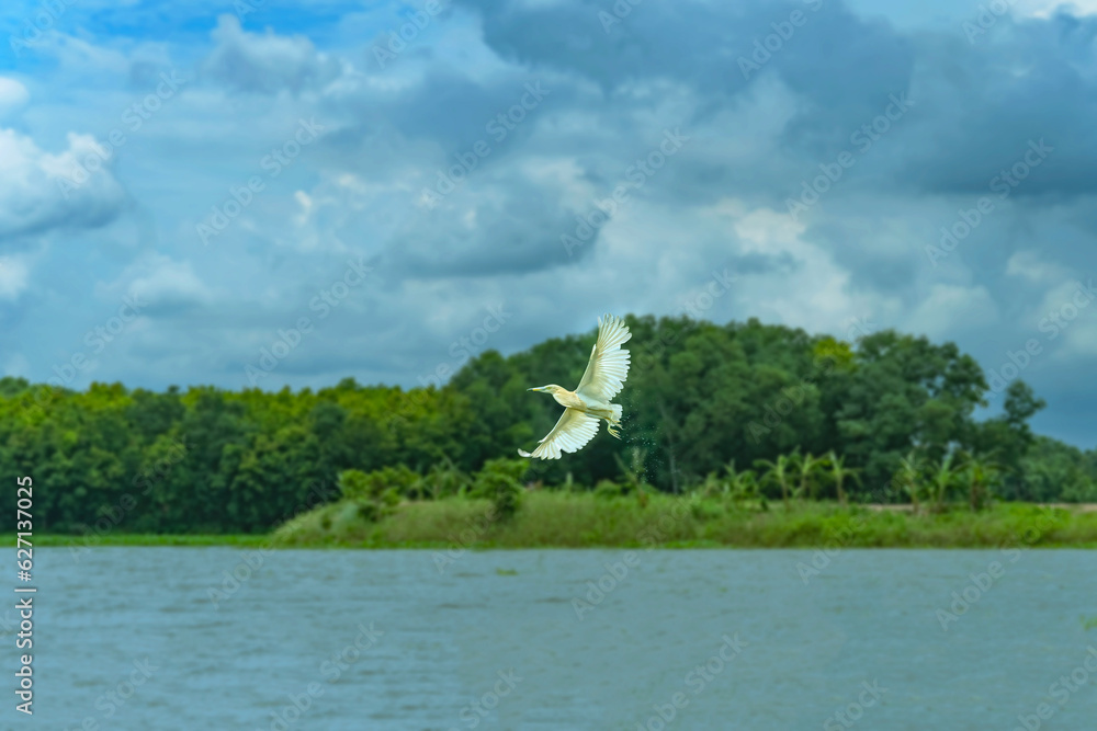 White heron in flight. White large bird above the surface with reflection in the water. Heron with open wings. White heron in flight. White large bird above the surface with reflection in the water. Heron with open wings.