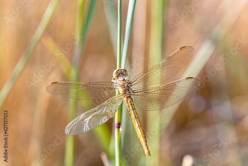 Beautiful background with a dragonfly on a plant