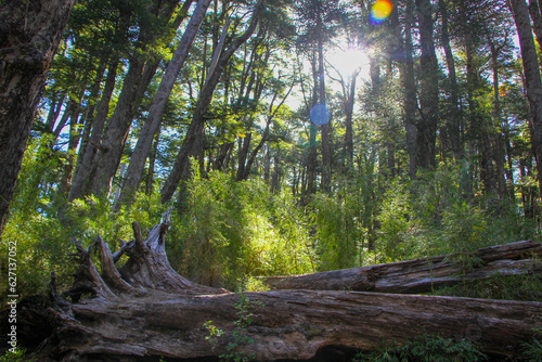 Interior de bosque nativo de araucarias milenarias en el Parque Conguillio, Región de la Araucanía, Chile. photo