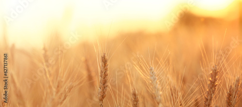 Golden wheat spikelets in field  closeup