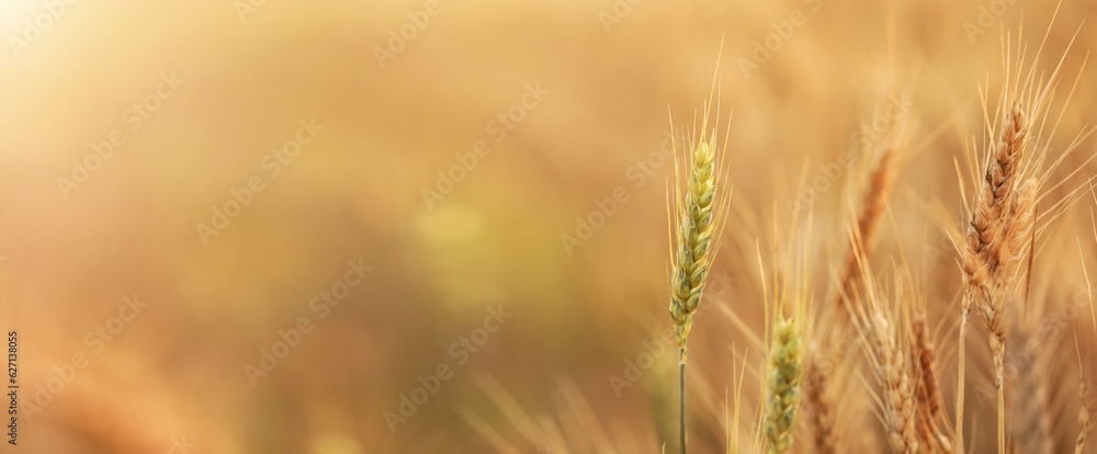Golden wheat spikelets in field, closeup. Banner for design Golden wheat spikelets in field, closeup. Banner for design