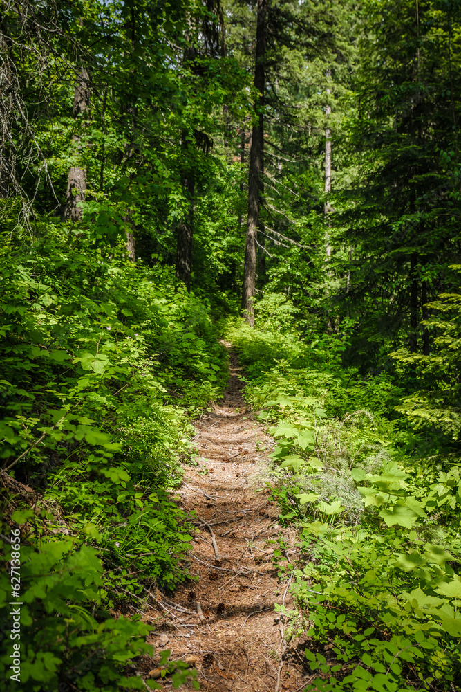 Dirt trail through lush and green forest in northern Idaho Dirt trail through lush and green forest in northern Idaho