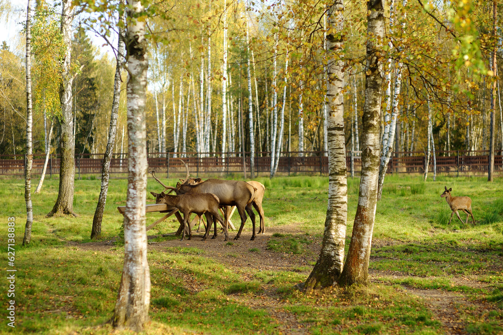 Wild mooses are in spacious aviary on livestock farm or zoo on sunny autumn day. Wild mooses are in spacious aviary on livestock farm or zoo on sunny autumn day.