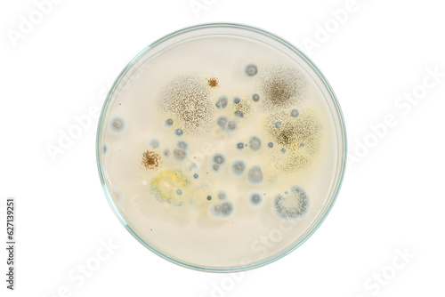 Photos Yeast and Mould Test