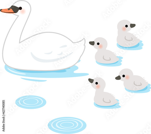 水面にいる白鳥の親鳥とヒナ