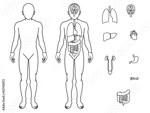 人体解剖図　臓器　男性　セット photo