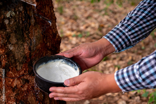 Rubber planter collects the latex from the tree, a vital process in the rubber industry. photo