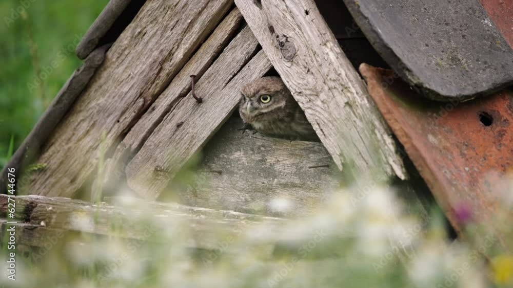 Cute Little Owl chick peeps out of owl house before going out, close-up Cute Little Owl chick peeps out of owl house before going out, close-up