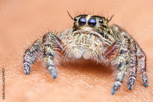 Close up a colorful jumping spider on human hand, macro shot, selective focus,Thailand.