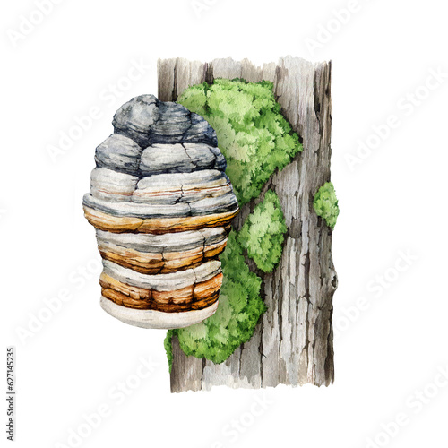 Agarikon mushroom growing on a mossy tree trunk. natural image. Watercolor illustration. Painted Fomitopsis officinalis fungus. Eburiko or quinine conk on white background