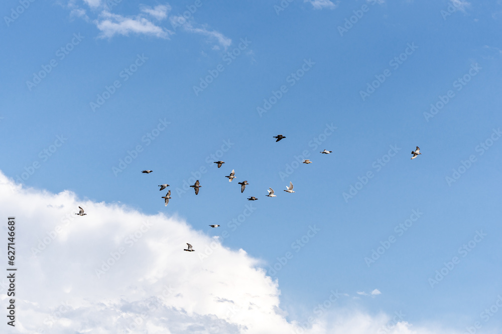 pigeons a group of birds flying in the sky blue sky and white clouds