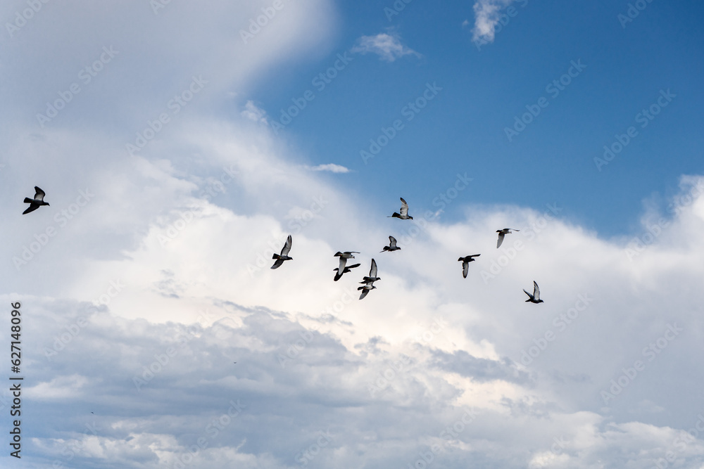 A group of birds soaring in the sky blue sky and white clouds A group of birds soaring in the sky blue sky and white clouds