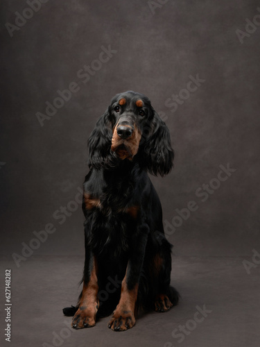 portrait of a puppy on a brown canvas background. Nice Gordon setter dog in studio photo