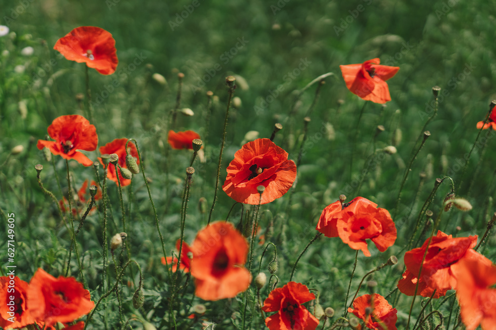 Obraz premium A field with poppies blooming everywhere in summer. Red flowered in the summer field