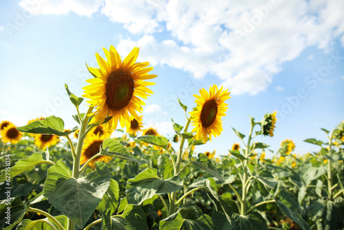 Beautiful blooming sunflowe...