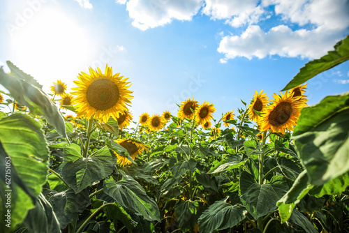 Beautiful blooming sunflowe...
