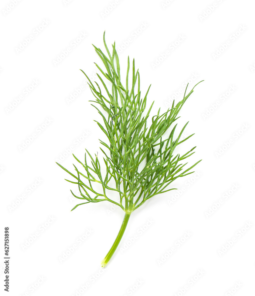 Fresh dill on white background Fresh dill on white background