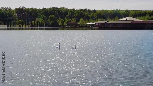 Couple of swans is swimming at the lake