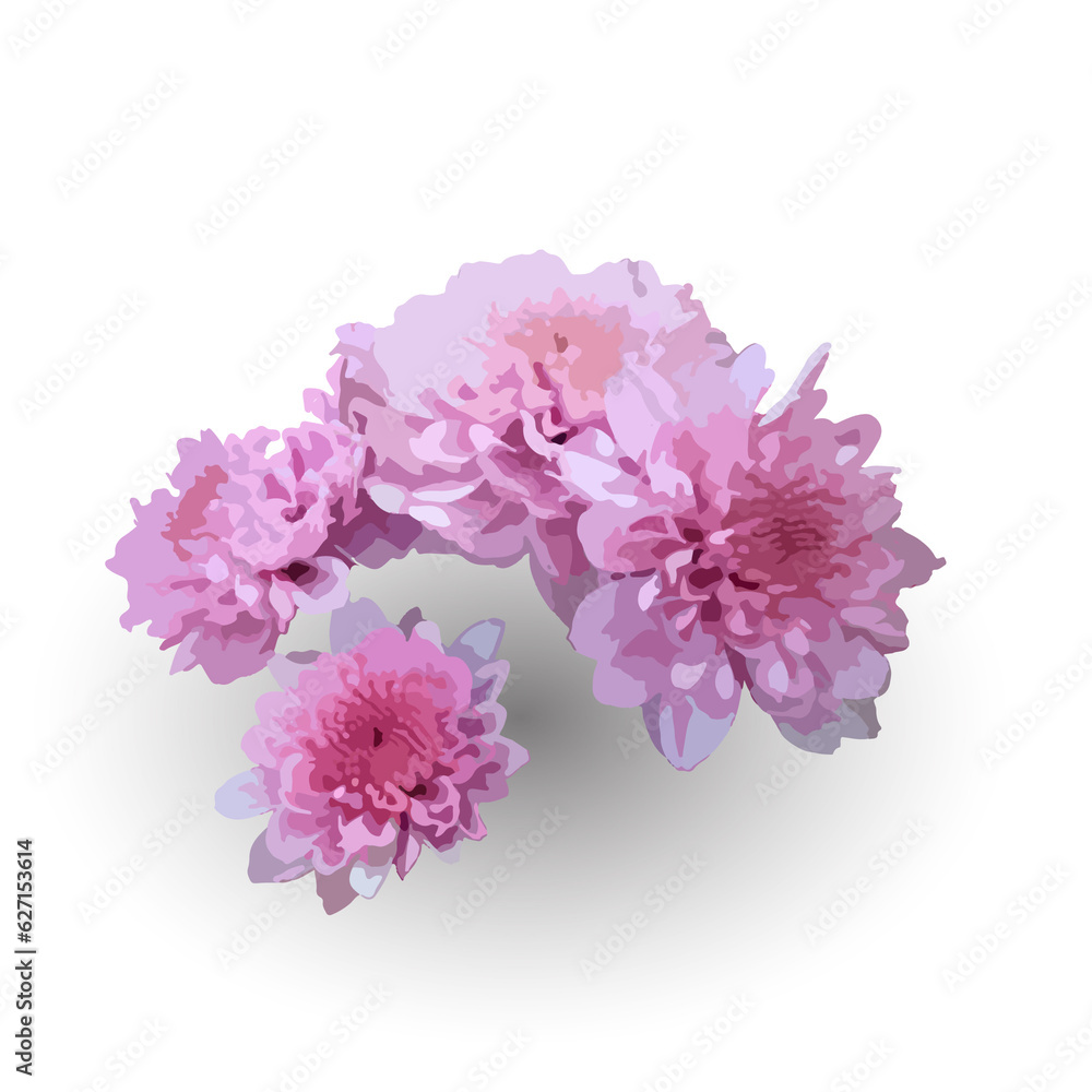 Pink Chrysanthemum isolated on white background, isolated pink flowers.