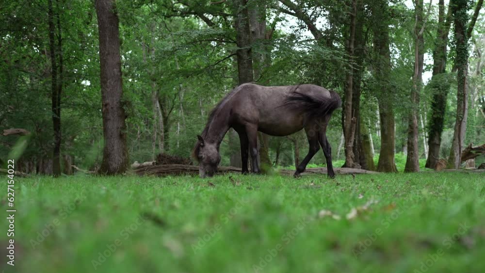 Large chocolate dark brown coat horse grazes in forest, low angle grass foreground