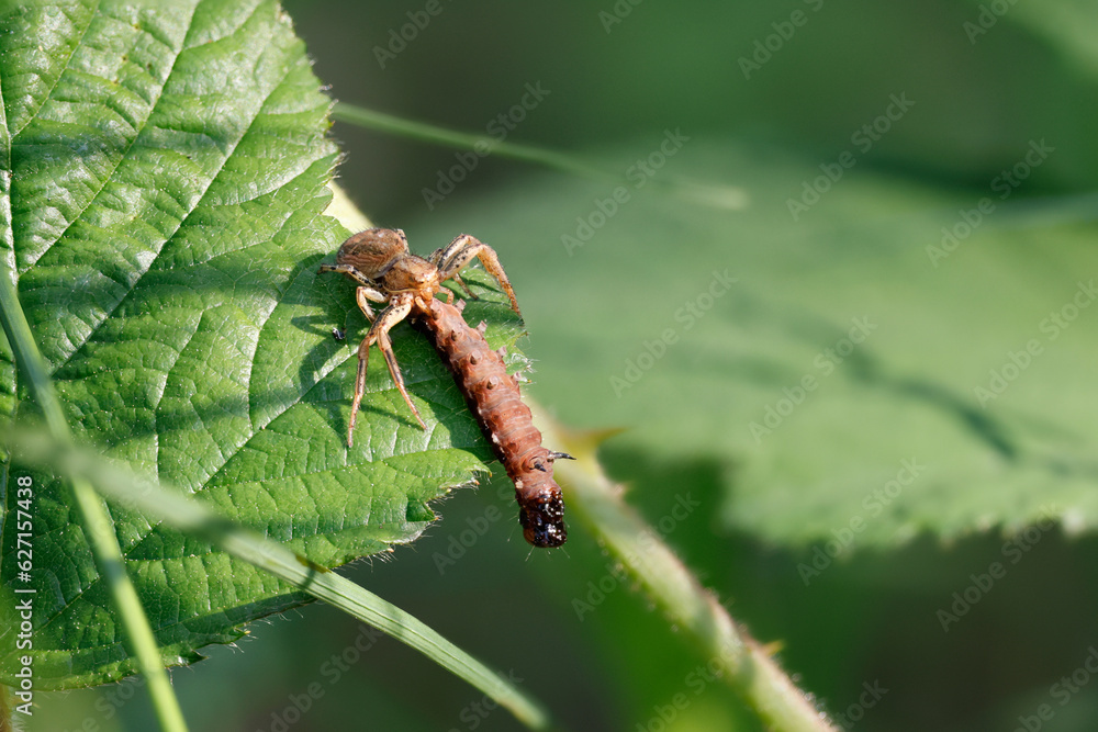 Krabbenspinne mit Raupe der Satellit-Wintereule als Beute