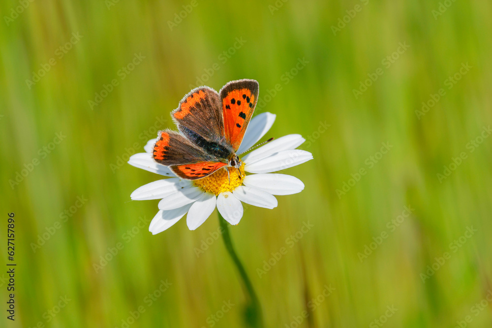 Kleiner Feuerfalter (Lycaena phlaeas) auf Margarite Kleiner Feuerfalter (Lycaena phlaeas) auf Margarite