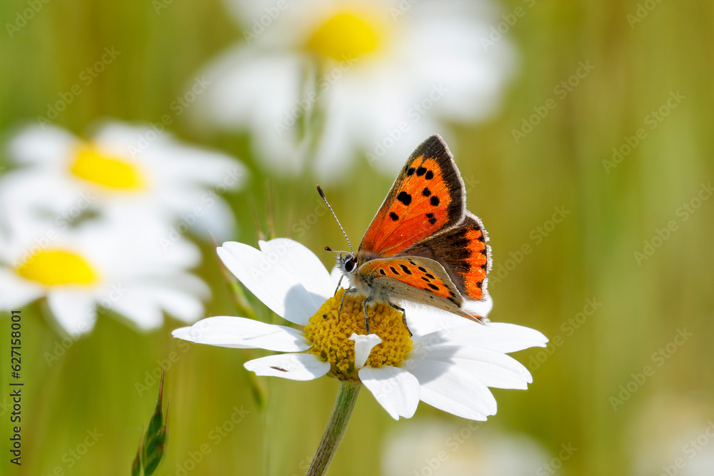 Kleiner Feuerfalter (Lycaena phlaeas) auf Margarite Kleiner Feuerfalter (Lycaena phlaeas) auf Margarite