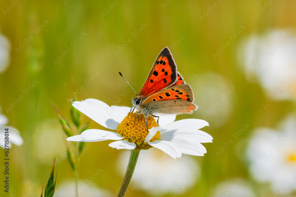 Kleiner Feuerfalter (Lycaena phlaeas) auf Margarite Kleiner Feuerfalter (Lycaena phlaeas) auf Margarite