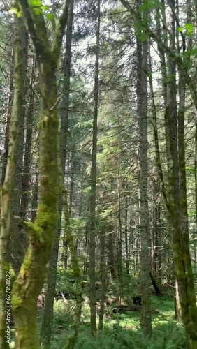 Wallpaper Mural Traveling through the forest Torontodigital.ca