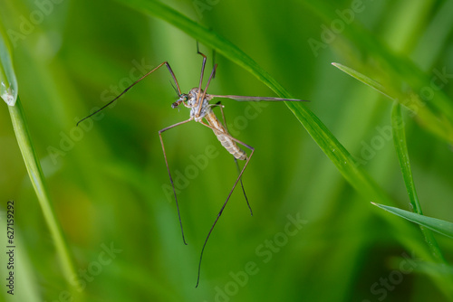 Frühlingsschnake (Tipula vernalis)