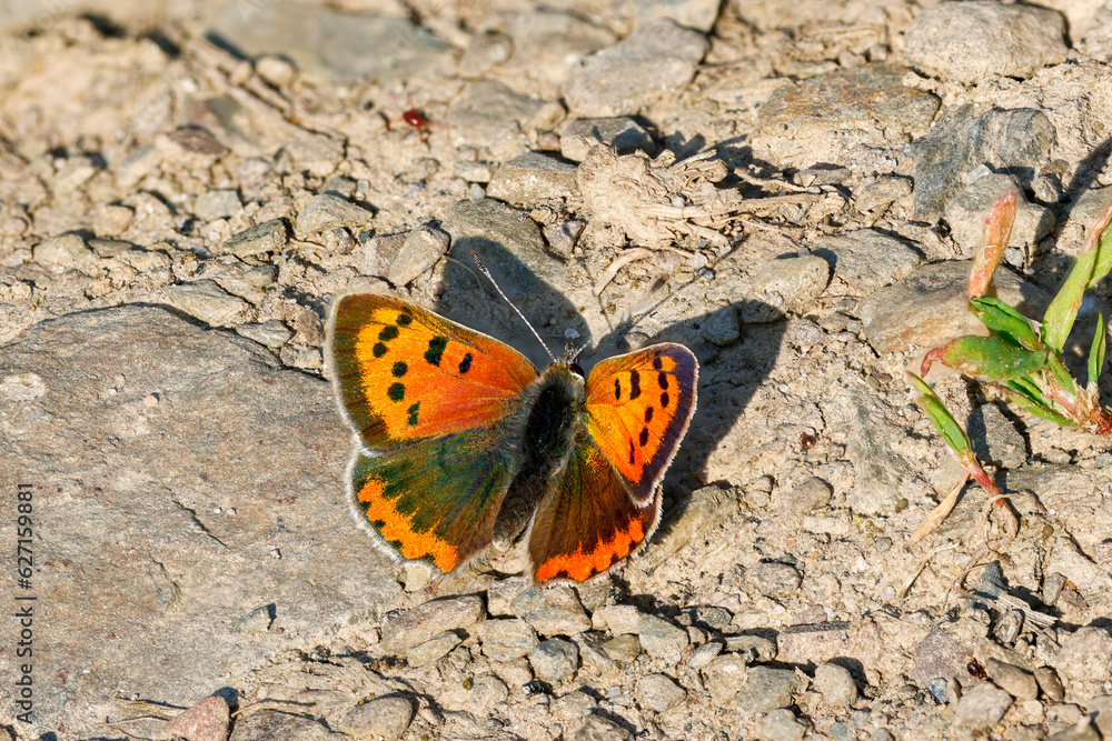 Kleiner Feuerfalter (Lycaena phlaeas) Kleiner Feuerfalter (Lycaena phlaeas)