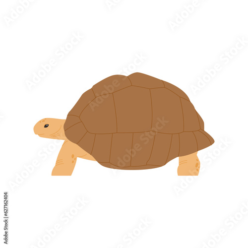Old land tortoise reptile illustration. simple hand drawn style illustration