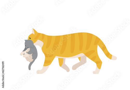 Parents and baby animals. A mother cat is moving with a kitten in her mouth.