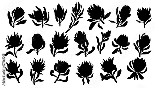 Set of silhouettes, kakula protea flowers. Vector graphics.