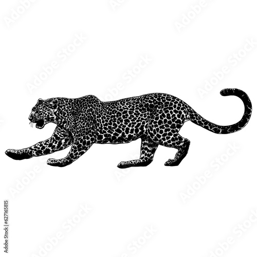 Javan Leopard hand drawing vector isolated on background.