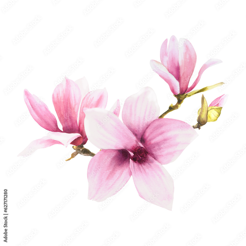 Obraz premium Magnolia flower bough Watercolor Hand drawn Illustration isolated on white background with pink stains