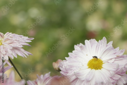 A top view of pink chrysanthemum petite flowers in a garden