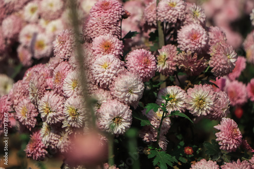 Pink Chrysanthemums in the autumn garden .Background of many small pink flowers of Chrysanthemum. Beautiful autumn flower background. Chrysanthemums Flowers blooming in