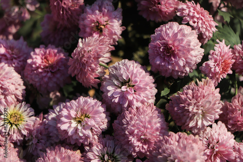 Bouquet in the background pink flowers wintering chrysanthemum - varieties , Purple