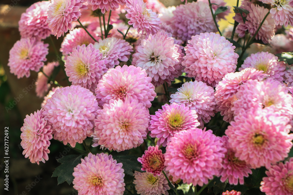 Dahlia Autumn flower design.With copy-space Dahlia Autumn flower design.With copy-space