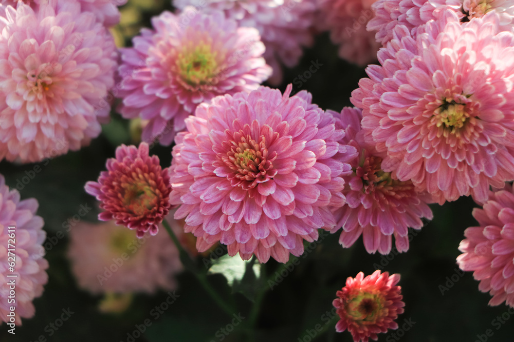 pink winter chrysanthemum flowers with space for text. garden chrysanthemum pink winter chrysanthemum flowers with space for text. garden chrysanthemum