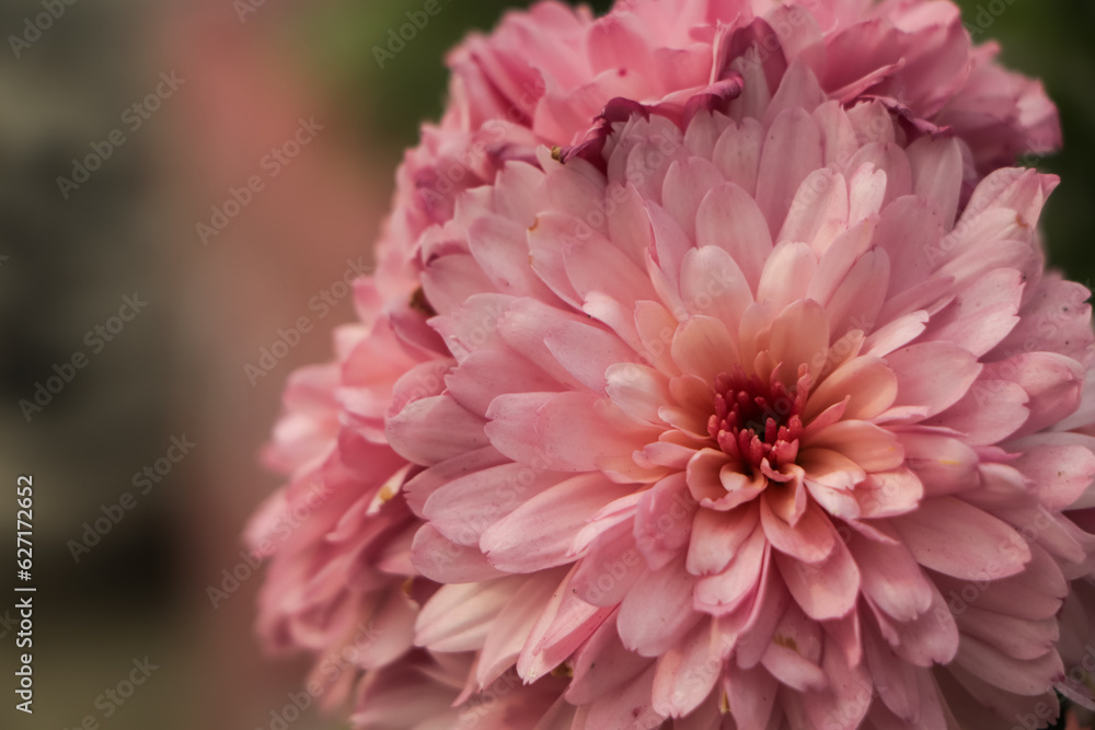 A close up photo of a bunch of dark pink chrysanthemum flowers with yellow centers and white tips on their petals. Chrysanthemum pattern in flowers park. Cluster of pink purple chrysanthemum
